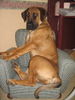Boerboel Foto: M&M Blommekie (ID 27711) Boerboel Hund