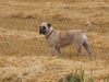 Boerboel Hund