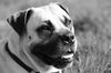 Boerboel Hund