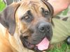 Boerboel Foto: M&M Boef (ID 26169) Boerboel Hund