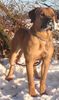 Boerboel Hund