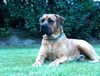 Boerboel Foto: Anasha Nelson... (ID 35585) Boerboel Hund