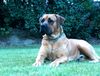 Boerboel Hund