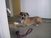 Boerboel Foto: M&M Stippie (ID 30307) Boerboel Hund