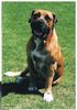 Boerboel Foto: Unser Nostra (ID 3252) Boerboel Hund