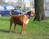 Boerboel Foto: Name: Mister T., Alter 6 Jahre, Fundhund aus Tierheim (ID 14928) Boerboel Hund