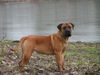 Boerboel Foto: M&M Boef 9 months (ID 28965) Boerboel Hund