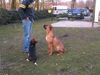 Boerboel Foto: M&M Etana (ID 30310) Boerboel Hund