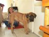 Boerboel Foto: M&M Bruno puppie 5 months (ID 24666) Boerboel Hund