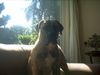 Boerboel Foto: Mein Boerboel (ID 7631) Boerboel Hund