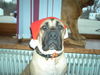 Boerboel Foto: Frohe Weihnachten M&M Chang (ID 27561) Boerboel Hund