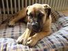 Boerboel Foto: Chang aus Neustadt/Do. (ID 26059) Boerboel Hund
