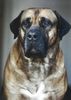Boerboel Foto: Aldo (ID 30303) Boerboel Hund