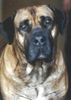 Boerboel Foto: Aldo (ID 30304) Boerboel Hund