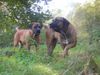 Boerboel Foto: Aldo und m&m Boef (ID 26965) Boerboel Hund