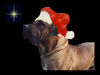 Boerboel Foto: Aldo wunst Ihen Sohen weinnachten (ID 27710) Boerboel Hund
