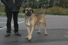 Boerboel Foto: Aldo (ID 26958) Boerboel Hund