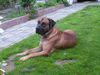 Boerboel Foto: unseren aldo der father der puppy's (ID 23949) Boerboel Hund