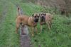 Boerboel Foto: m&m Bibi und m&m Boef (ID 26959) Boerboel Hund