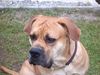 Boerboel Hund