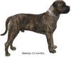 Boerboel Foto: Anasha Bakkies 82.2% mit 15 Monate (ID 24720) Boerboel Hund