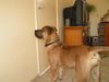 Boerboel Foto: m&m Darka (ID 26963) Boerboel Hund