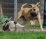 Boerboel Hund