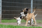 Boerboel Foto: African Boerboel vs. Jack Russel Welpe (ID 47088) Boerboel Hund