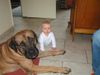 Boerboel Foto: Aldo und Mandy (ID 26164) Boerboel Hund