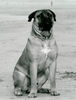 Boerboel Foto: M&M bruno (ID 30305) Boerboel Hund