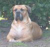 Boerboel Foto: Boerboel Buck (ID 4316) Boerboel Hund