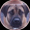 Boerboel Foto: M&M Cendy (ID 27708) Boerboel Hund