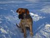 Boerboel Foto: Da ist ja jemand? (ID 28481) Boerboel Hund