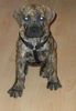Boerboel Foto: Anasha Freya 11 Wochen (ID 34281) Boerboel Hund