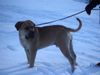 Boerboel Foto: Anasha Oubaas (ID 28483) Boerboel Hund
