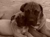 Boerboel Foto: M&M Troy 5 months und M&M Noa 9 woche (ID 24667) Boerboel Hund