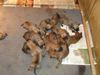 Boerboel Foto: Boerboelpups 2 tage (ID 22256) Boerboel Hund