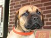 Boerboel Foto: puppys von aldo und tessa (ID 23220) Boerboel Hund