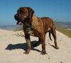 Boerboel Hund