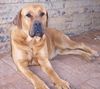 Boerboel Foto: Sina aus Süd Afrika (ID 26695) Boerboel Hund