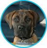 Boerboel Foto: M&M Tara (ID 24668) Boerboel Hund