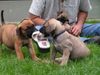 Boerboel Foto: puppys von aldo und tessa (ID 23217) Boerboel Hund