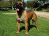 Boerboel Hund