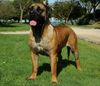 Boerboel Hund