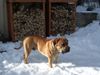Boerboel Foto: Da ist ja jemand? (ID 28482) Boerboel Hund