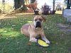 Boerboel Foto: anasha oubaas (ID 28876) Boerboel Hund