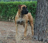 Boerboel Hund