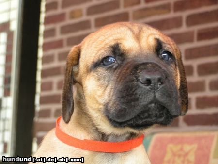 Boerboel Hunde Foto 23220 in höherer Auflösung ansehen Boerboel puppys von aldo und tessa