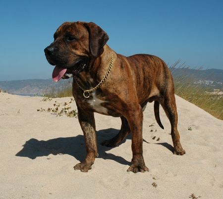 Boerboel Teglborg Hades