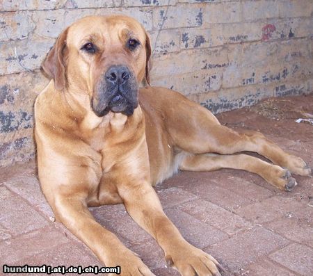 Boerboel Hunde Foto 26695 in höherer Auflösung ansehen Boerboel Sina aus Süd Afrika
